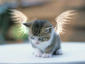 ange