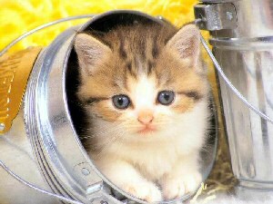 un pti chat!!!!!!!!!!