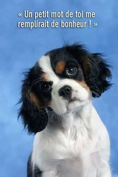 chien